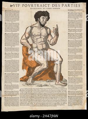 Anatomische flüchtige Blätter Stockfoto