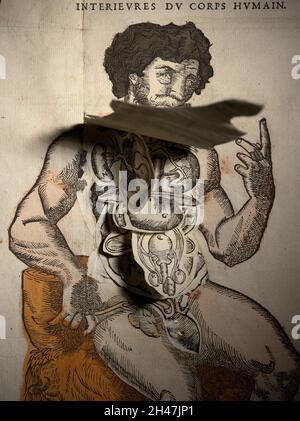 Anatomische flüchtige Blätter Stockfoto