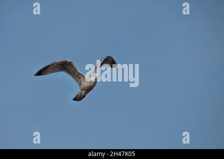 Fliegende juvenile europäische Heringmöwe (Larus argentatus) gegen einen blauen Himmel, Symbol für Freiheit und Strandurlaub, Kopierraum, ausgewählter Fokus Stockfoto