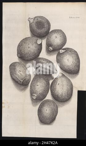 Stich aus Micrographia, 1665, von Robert Hooke. Stockfoto