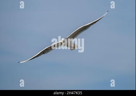 Fliegende Schwarzkopfmöwe (Chroicocephalus ridibundus) im Winter Gefieder gegen einen blauen Himmel, oft in touristischen Resorts an der Ostsee gesehen, kostet Kopie Stockfoto