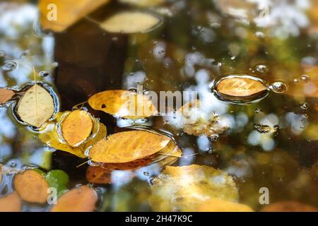 Goldfarbene Herbstblätter sind in den See gefallen und schweben auf dem Wasser, saisonaler Naturhintergrund, Kopierraum, ausgewählter Fokus, schmal d Stockfoto