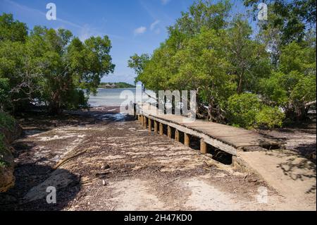 Ein hölzerner Steg, der bei Ebbe von Mangrovenbäumen (Rhizophora mucronata) gesäumt ist, Kenia, Ostafrika Stockfoto