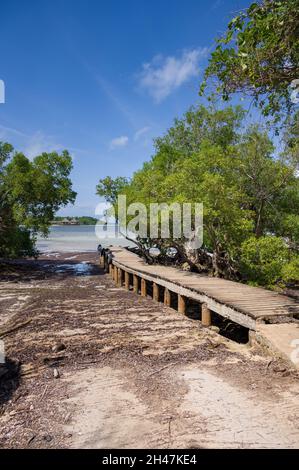 Ein hölzerner Steg, der bei Ebbe von Mangrovenbäumen (Rhizophora mucronata) gesäumt ist, Kenia, Ostafrika Stockfoto