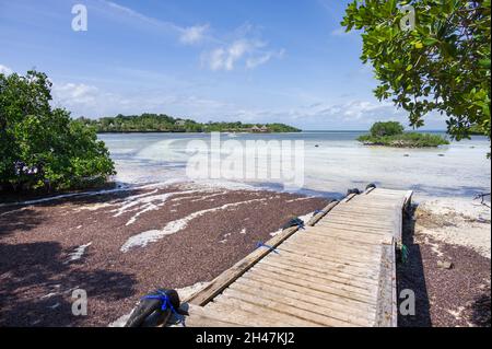 Ein von Mangrovenbäumen gesäumter hölzerner Steg (Rhizophora mucronata) bei Ebbe mit Blick auf die Insel Chale, Kenia, Ostafrika Stockfoto