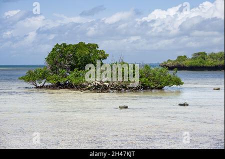 Mangrovenbäume (Rhizophora mucronata) bei Ebbe, Kenia, Ostafrika Stockfoto