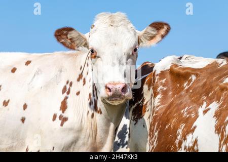 Kuhportrait, weiß und braun gefleckt, dalmatinisch aussehendes gesprenkeltes Fell, rosa Nase und freundlicher und zärtlicher Ausdruck Stockfoto