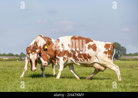 Zwei Kühe kämpfen, klatschende Köpfe zornig oder verspielt toben, gemeinsam auf einer Weide unter blauem Himmel Stockfoto