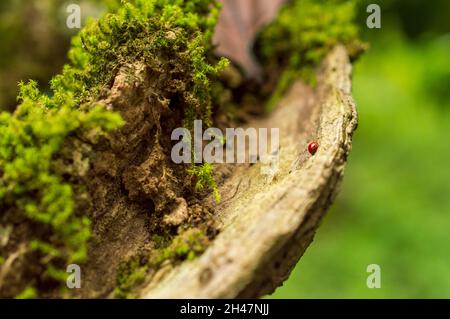 Marienkäfer sind hübsch, anmutig und für den Menschen harmlos. Aber die Bauern lieben sie, weil sie Blattläuse und andere pflanzenfressende Schädlinge essen. Stockfoto