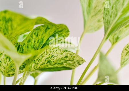 Nahaufnahme eines bunten Marmorkönigs-Pothos, auch Teufelsefeupflanze genannt Stockfoto