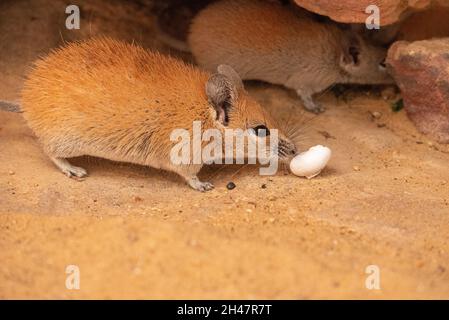 Goldene Stachelmaus (Acomys russatus) Sie ist allesfressend und ernährt sich von Samen, Wüstenpflanzen, Schnecken und Insekten. Sie lebt in Wüstenregionen und ist ein Xeric Stockfoto