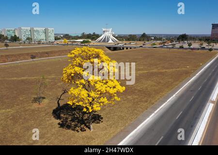 IPE-gelb blühender Baum und die Metropolitan Cathedral von Brasilia, Brasilien im Hintergrund Stockfoto