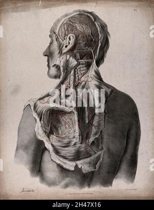 Das Kreislaufsystem: Zerschnitt von Rücken, Schulter, Hals und Hinterkopf eines Mannes, mit roten Blutgefäßen. Kolorierte Lithographie von J. Maclise, 1841/1844. Stockfoto