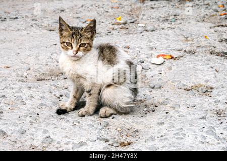 Obdachlose schmutzige Kätzchen, Katze sitzt vor der Kamera. Streunende Katze in einer Straße von Istanbul, Türkei Stockfoto