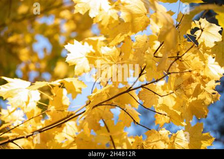 Goldene Buchenblätter auf einem Baumzweig, Herbst. Stockfoto