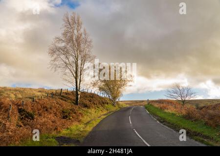 Birkenbäume an einer Straße im ländlichen Northumberland, Großbritannien Stockfoto