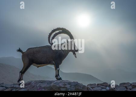 Großer, beeindruckender männlicher Nubischer Steinbock (Capra ibex nubiana aka Capra nubiana), fotografiert in Israel, Wüste Negev im September Stockfoto