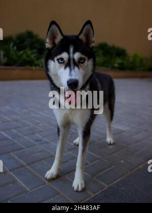 Porträt eines sibirischen Huskys, der die Kamera anschaut. Stockfoto