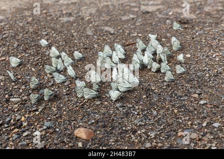 Aporia crataegi. Schwarz-geädert Weiße Schmetterlinge auf dem Boden. Stockfoto