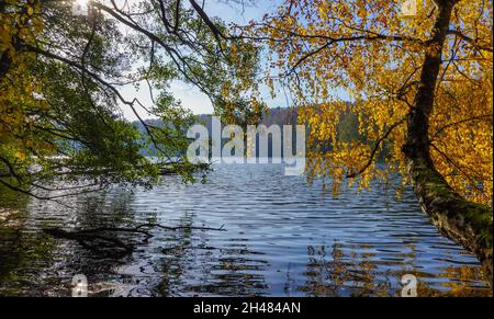 Bremsdorf, Deutschland. Oktober 2021. Die Blätter einer Birke am Ufer des Großen Treppelsee im Naturpark Schlaubetal sind im Herbst gelb. Der Ende 1995 gegründete Naturpark Schlaubetal im Ostbrandenburgischen Heide- und Seengebiet umfasst 227 Quadratkilometer. Das Gebiet wurde im Wesentlichen von der letzten Eiszeit geprägt. Mehr als zwei Drittel des Naturparks sind mit Wald bedeckt. Charakteristisch für das Schlaubetal ist die Fülle an Seen und Seenketten, die von der Eiszeit geprägt sind. Quelle: Patrick Pleul/dpa-Zentralbild/ZB/dpa/Alamy Live News Stockfoto