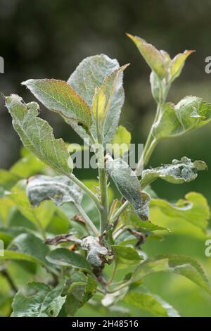 Primärer Mehltau (Podosphaera leucotricha), weißes Mycel und Sporen auf neuem Apfelbaumwachstum, Bekshire, Juni Stockfoto