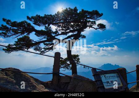 Die Sonne scheint auf den Gipfeln der Kiefern. Der beste Ort für Fotografie. Landschaft des Huangshan (Gelber Berg). UNESCO-Weltkulturerbe. Stockfoto