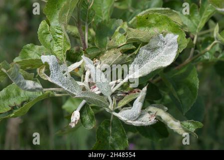 Primärer Mehltau (Podosphaera leucotricha), weißes Mycel und Sporen auf neuem Apfelbaumwachstum, Bekshire, Juni Stockfoto