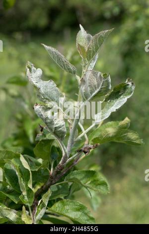 Primärer Mehltau (Podosphaera leucotricha), weißes Mycel und Sporen auf neuem Apfelbaumwachstum, Bekshire, Juni Stockfoto