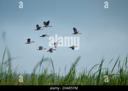 Die kleine Pfeifente (Dendrocygna javanica), auch bekannt als indische Pfeifente oder kleinere Pfeifente, ist eine Art Pfeifente. Stockfoto