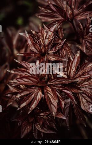 Schöne junge Pfingstrose Blätter, Busch im Garten. Braune Textur der Pflanze nach Regen mit Tropfen. Stockfoto