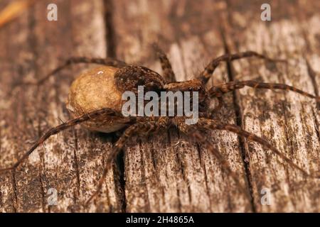 Nahaufnahme einer braunen und schwarzen weiblichen Pardosa-Art mit Eiern auf Holz Stockfoto