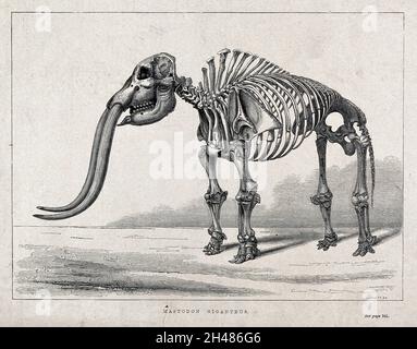 Skelett eines Mastodons. Holzstich von O. Jewitt, ca. 1850. Stockfoto