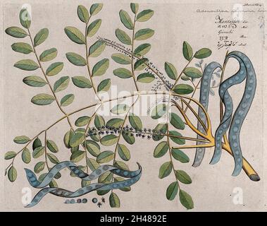 Circassian Tree oder Red Sandalwood Tree (Adenanthera pavonina L.): Zweig mit Blumen und Hülsen, separate geöffnete Hülse, Samen und Blumen. Farbige Liniengravur. Stockfoto