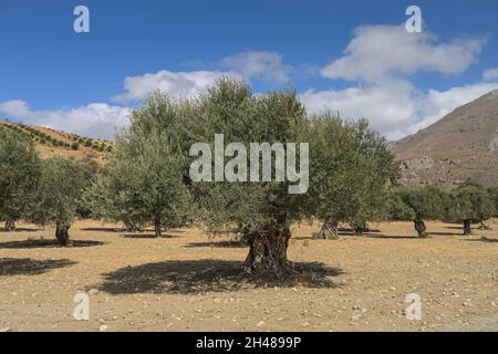 Olivenbäume, Tal bei Preveli, Kreta, Griechenland Stockfoto