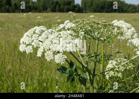 Weiße Blüten, Unkraut. Blühende Pflanze auf der Wiese. Heracleum sosnowskyi Stockfoto