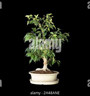Ficus benjamina bonsai isoliert auf dunklem Hintergrund Stockfoto
