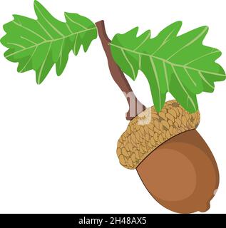 Eichel auf einem Baum, Illustration, Vektor auf weißem Hintergrund. Stock Vektor