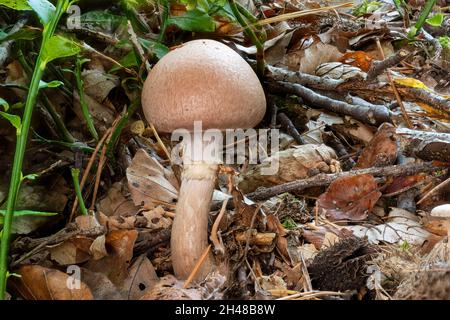 Seitenansicht eines einzelnen Cortinarius-Pilzes zwischen Blättern und Kiefernnadeln Stockfoto