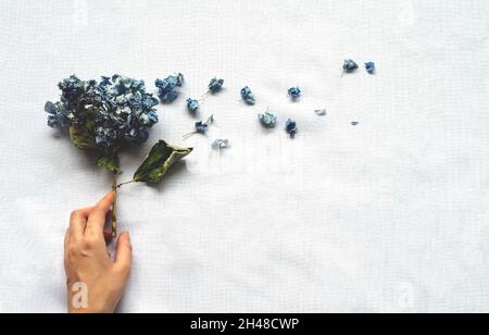 Die Hand einer Frau hält einen Strauß getrockneter Hortensien auf weißem Hintergrund. Nachbau mit trockenen Blüten. Flach Liegend Stockfoto