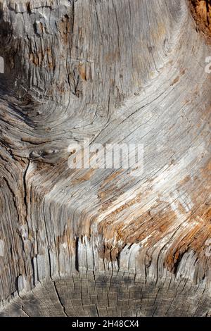 Baum Holz Textur bakcground abstrakt Stockfoto