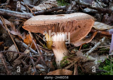 Seitenansicht eines einzelnen Cortinarius-Pilzes zwischen Blättern und Kiefernnadeln Stockfoto