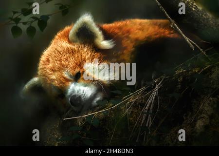Nahaufnahme eines verdunkelten roten Pandas auf einem Baumstamm im Zoo von Philadelphia Stockfoto
