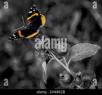 Farbige Popaufnahme eines roten Admiralschmetterlings auf stacheligen Blüten von kleinen Klettenblüten auf einem Feld Stockfoto