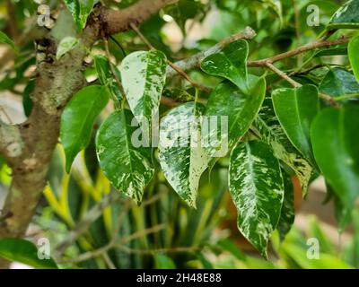 Nahaufnahme der im Garten wachsenden banyan-Baumblätter vor grünem Hintergrund Stockfoto