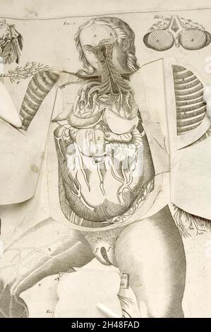 Weibliche anatomische Figur, mit Ansicht der inneren Organe Stockfoto