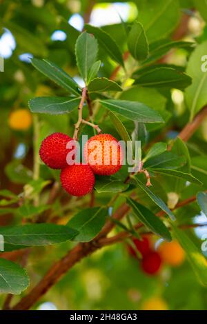 Früchte von Arbutus unedo im Herbst. Dieser Baum wird auch als Erdbeerbaum oder Erdbeerbaum bezeichnet und produziert kleine, essbare rote Beeren, die Erdbeeren ähneln Stockfoto