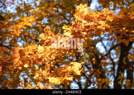 Goldene Buchenblätter auf einem Baumzweig, Herbst. Stockfoto
