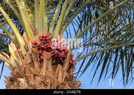 Datteln Palmenzweige mit reifen Datteln in Ägypten Stockfoto