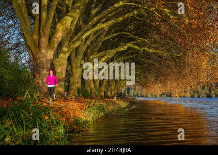 Essen, Nordrhein-Westfalen, Deutschland - Junge Frau joggt am Seeufer unter Bäumen mit Herbstblättern. Goldener Herbst am Baldeneysee. Hinweis: Verbal Stockfoto