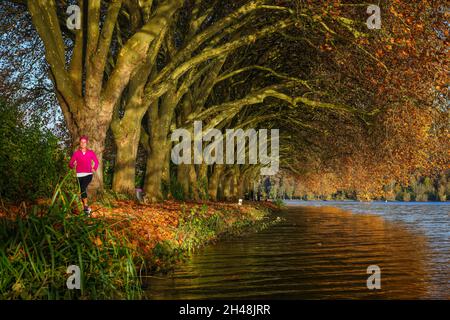 Essen, Nordrhein-Westfalen, Deutschland - Junge Frau joggt am Seeufer unter Bäumen mit Herbstblättern. Goldener Herbst am Baldeneysee. Hinweis: Verbal Stockfoto